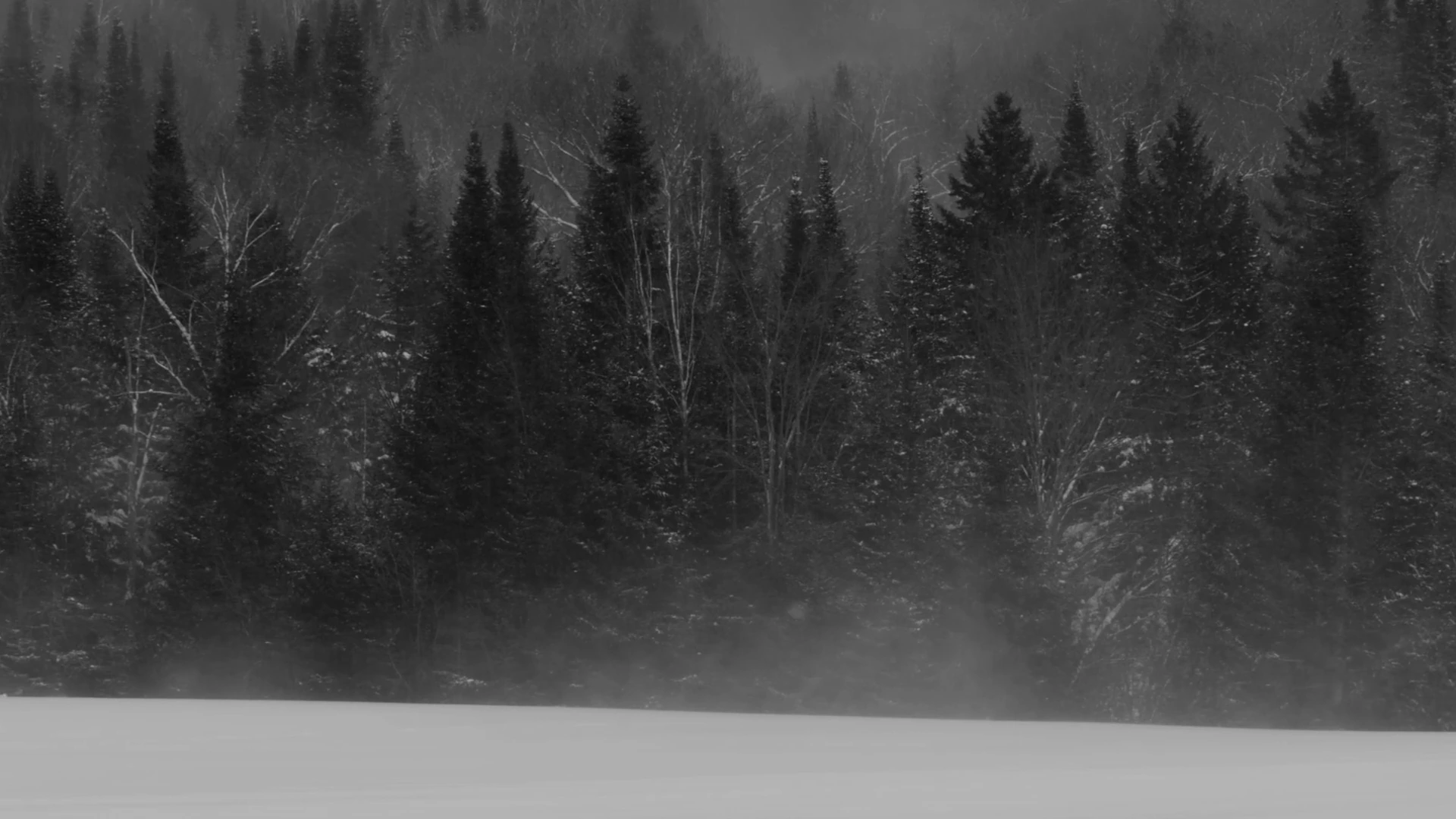 A snow-covered forest and drifting mist in MONUMENT.